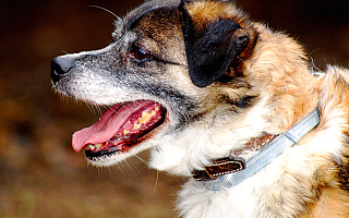 Psy odłowione na terenie Ełku będą czekały na właścicieli w bardziej komfortowych warunkach